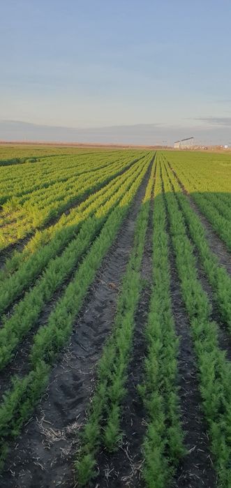 Mărar  verde cantitate