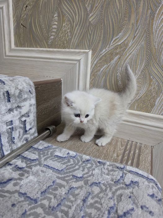 Продаются милые котята