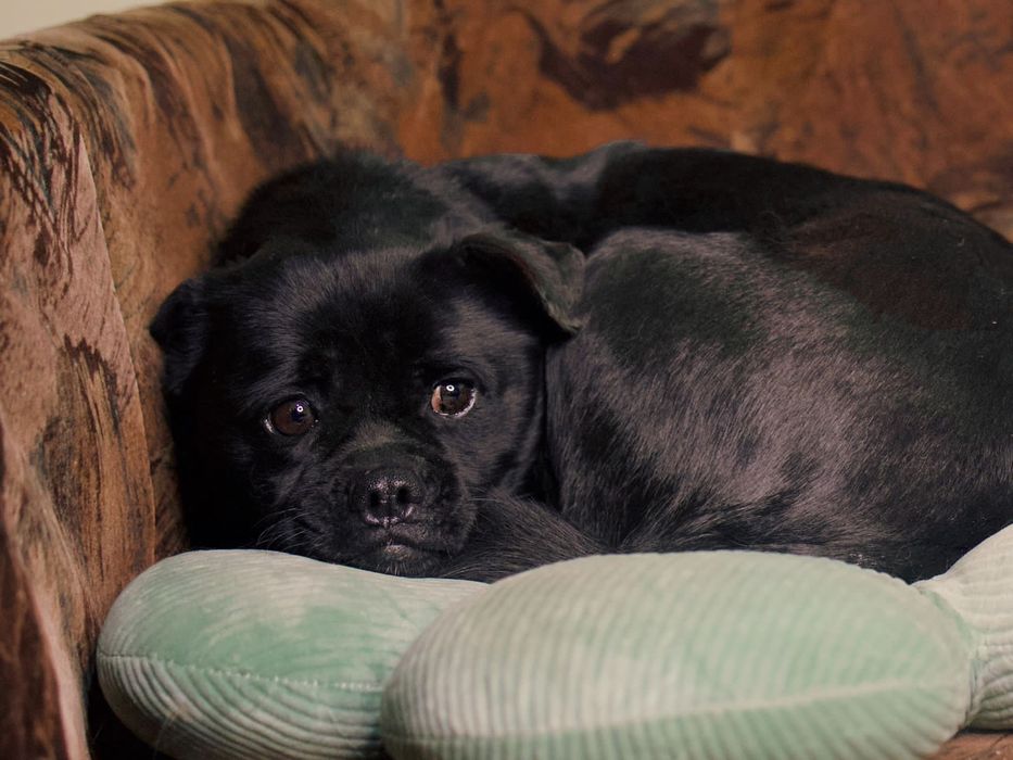 Лия ищет любящую семью!