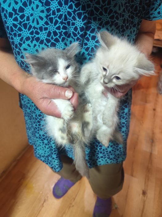 Котята   сиамские