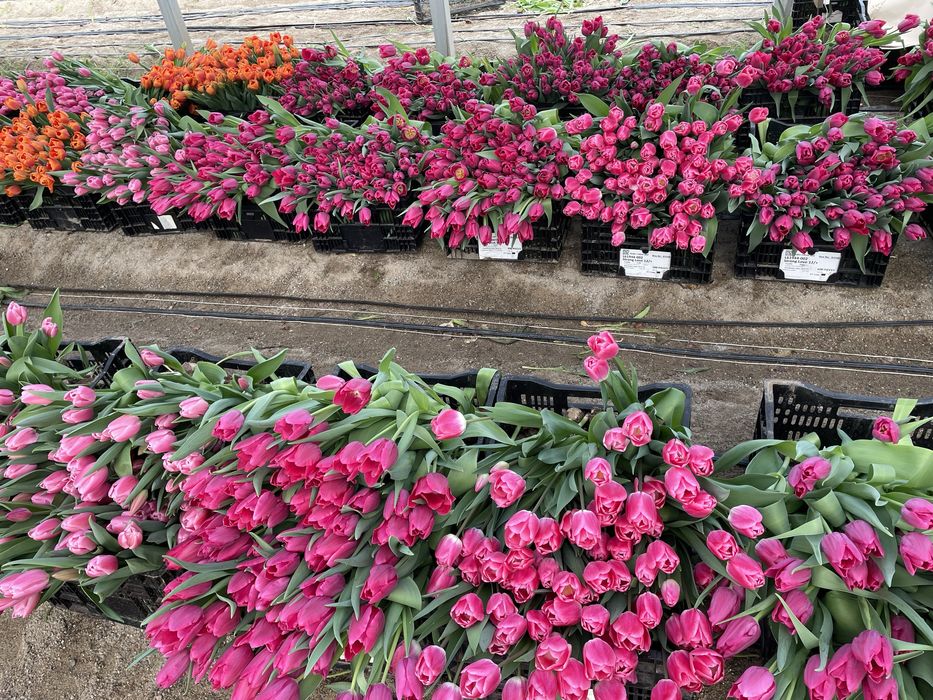 Голландские тюльпаны оптом