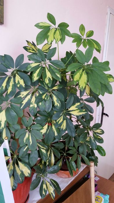 Две разкошни шарени шефлери и два бенджамина