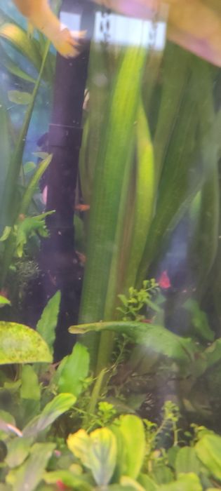 Валиснерия гиганская.