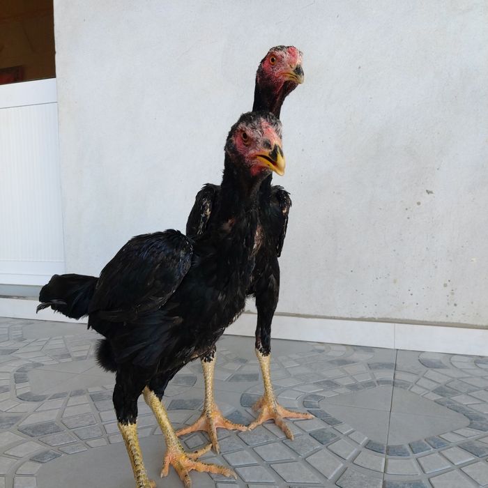 Bir par zuri bor sotuvda