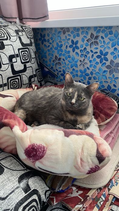 Кошка в поисках дома