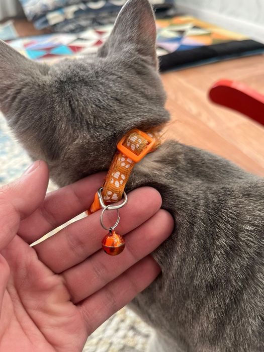 Найден котенок ищем хозяина