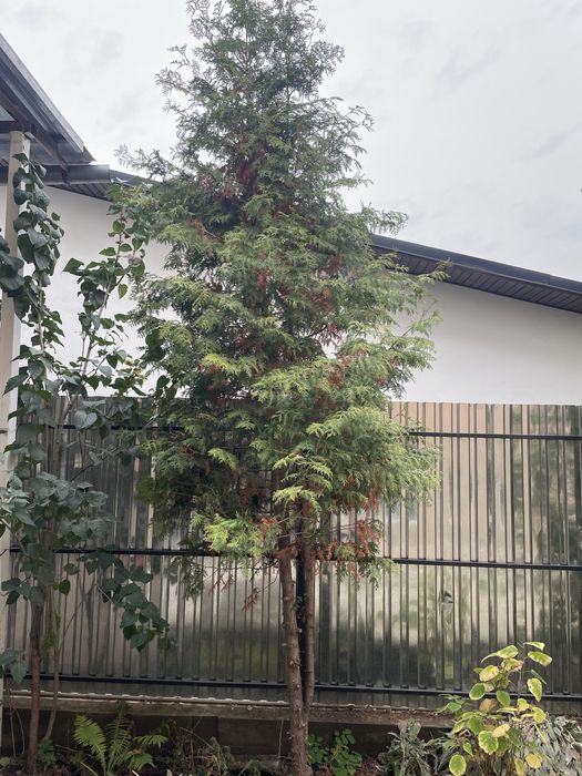 Туи брабант, туи смарагд продам дешево