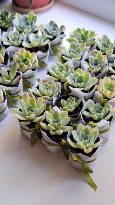 Тойбастар из суккулентов