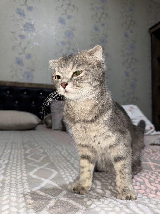 Продаются котята