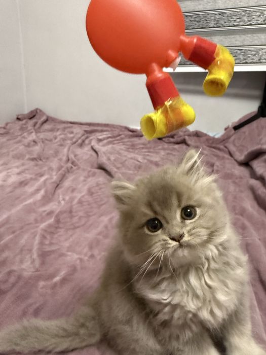 Продается котёнок