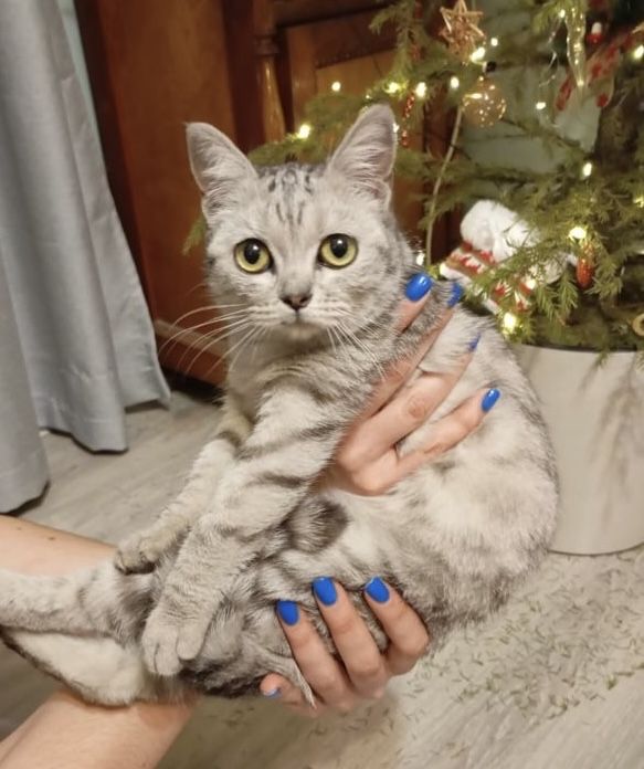 Кошечка ищет дом