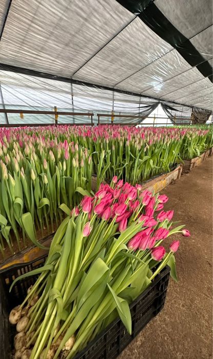 Оптом тюльпаны. Тюльпаны оптом и в розницу.Голландские тюлпаны