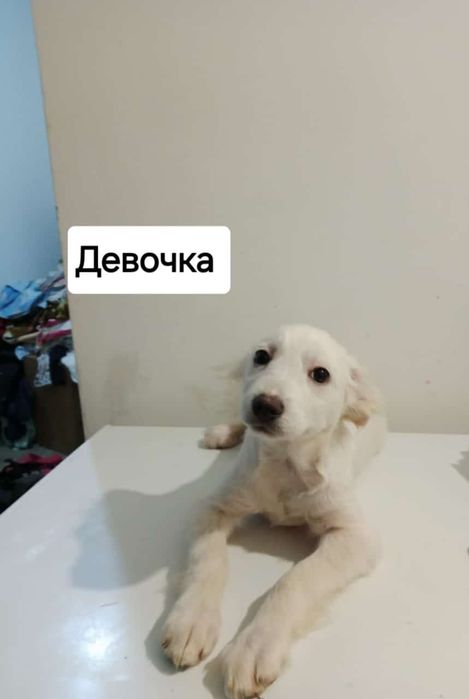 Щеночка будут не большие