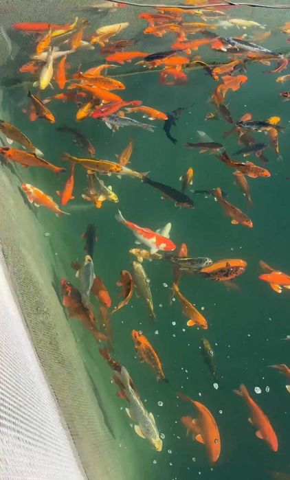 Декоративная японский карп коя в наличии малки и маточные