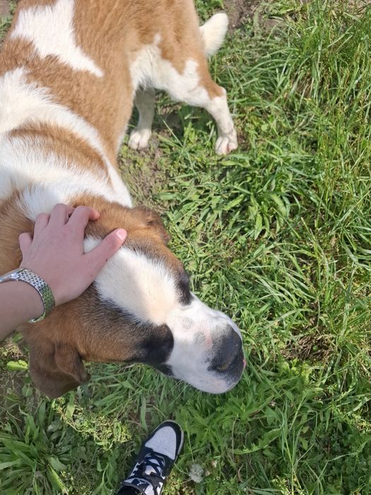 Saint Bernard femelă cu pedigree
