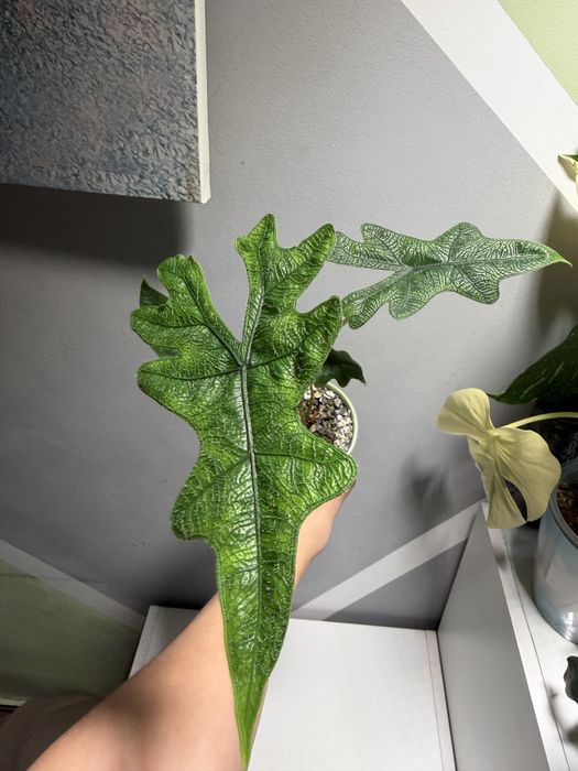 Алоказии разные