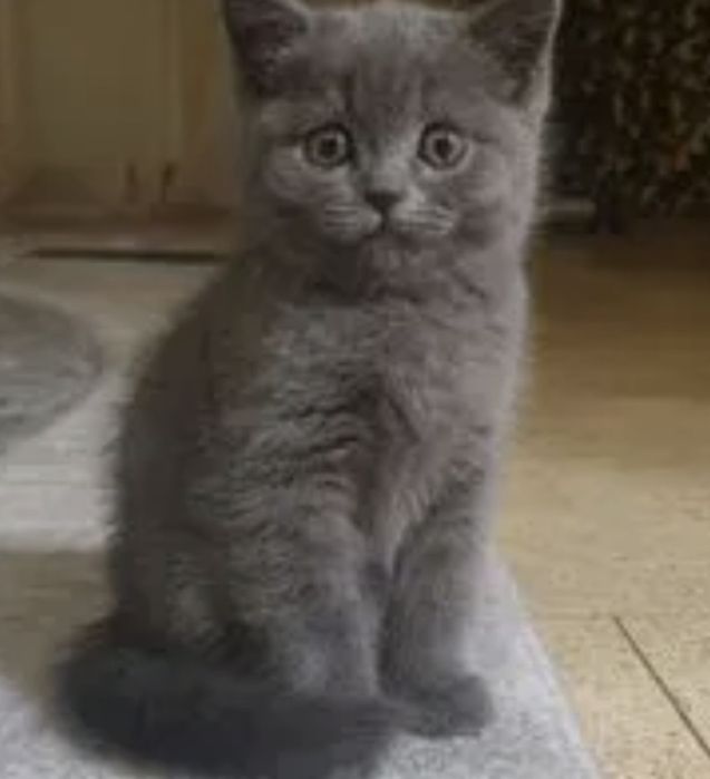 Котята чистокровные