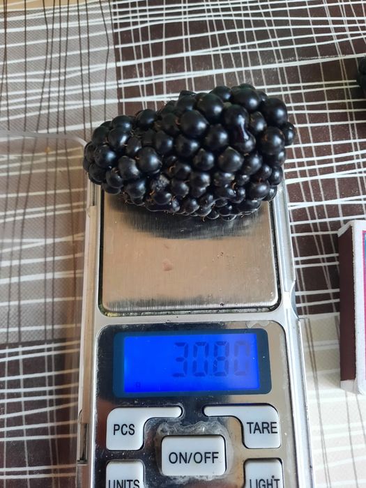 Ежевика  разных сортов