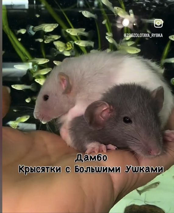 Крысята Дамбо Малыши