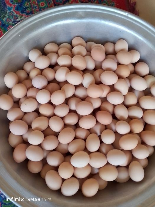 Uy sharoitida boqilga tovuq tuxumi bor