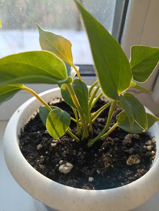 Антуриум  детки.