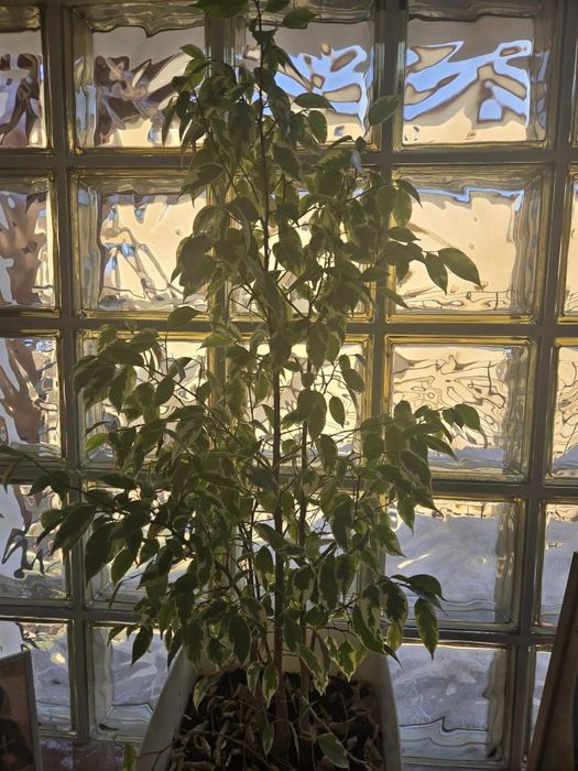 Floare ornamentală Ficus