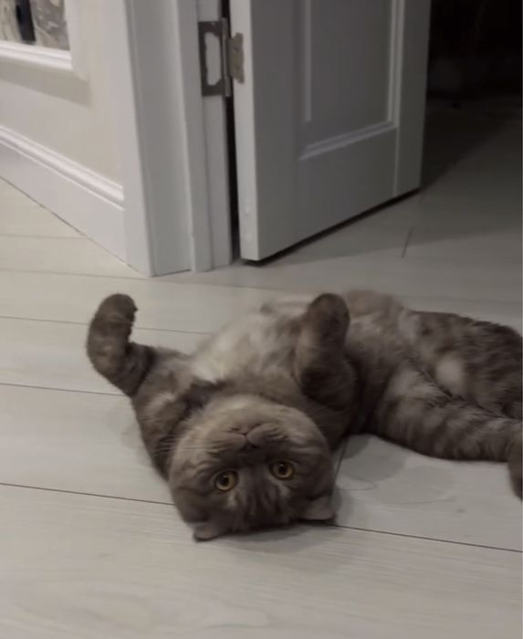 Шотландский вислоухий кот ………………………….