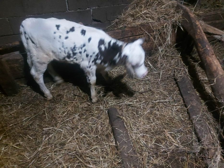 Vând vițel belgian 3 săptămâni