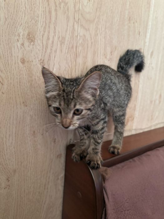 Отдам котенка девочку в добрые руки