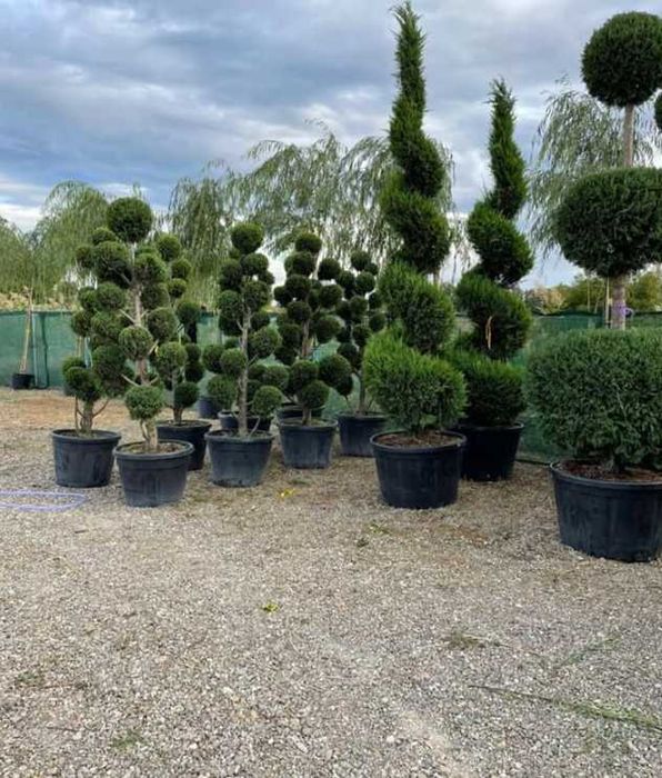 Plante Ornamentale Direct din Pepinieră – Plata la Livrare