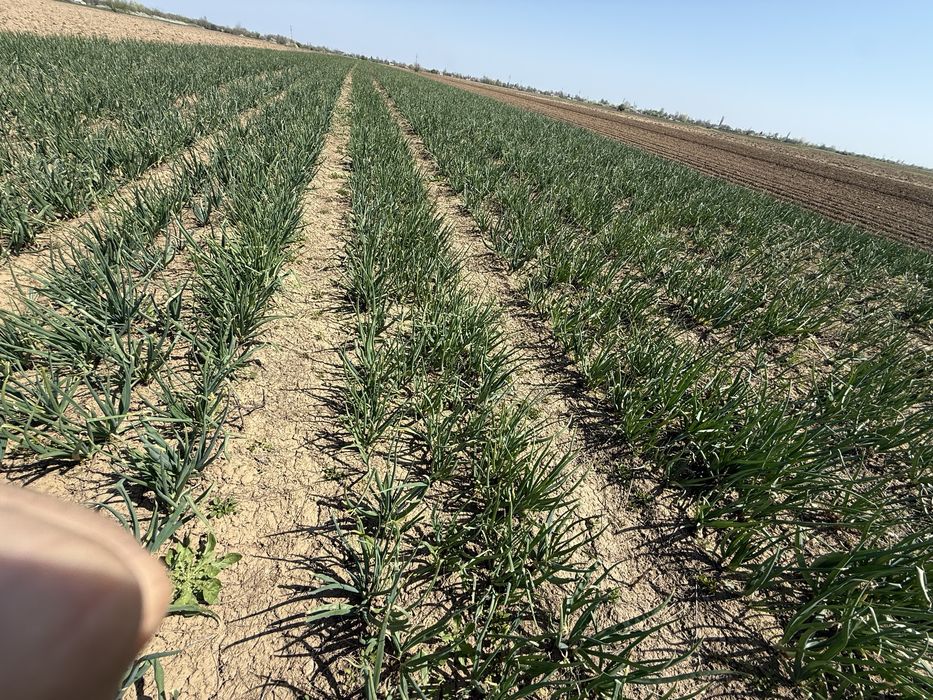 Ceapa verde legatura