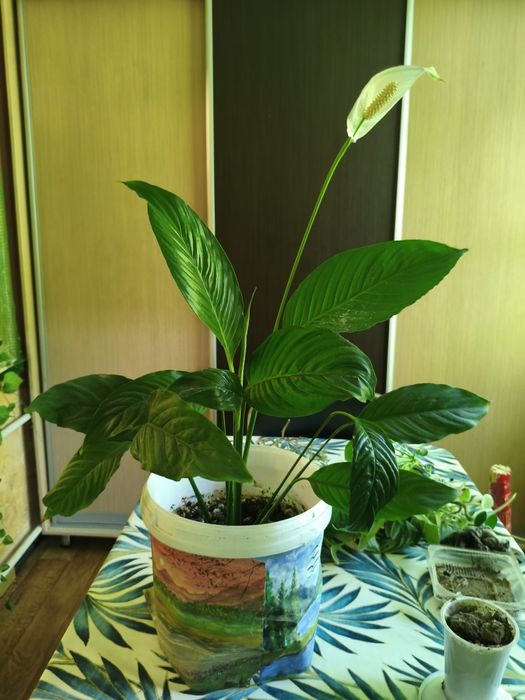 Продам цветы разные