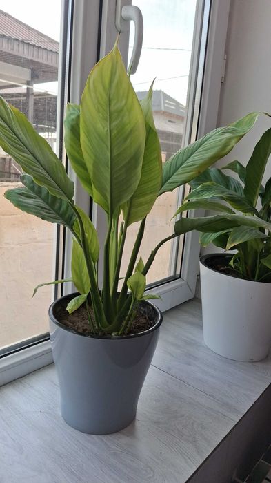 Комнатные цветы,