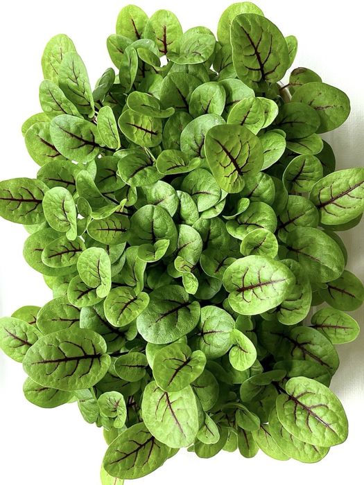 Микрозелень Щучинск