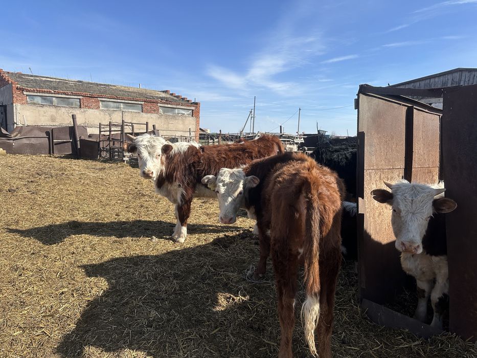 Продам бычков кокшетау