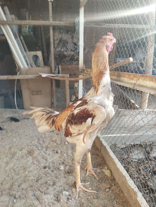 Кони тоза куланги хуроз