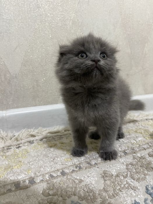 Шотландская вислоухая кошка