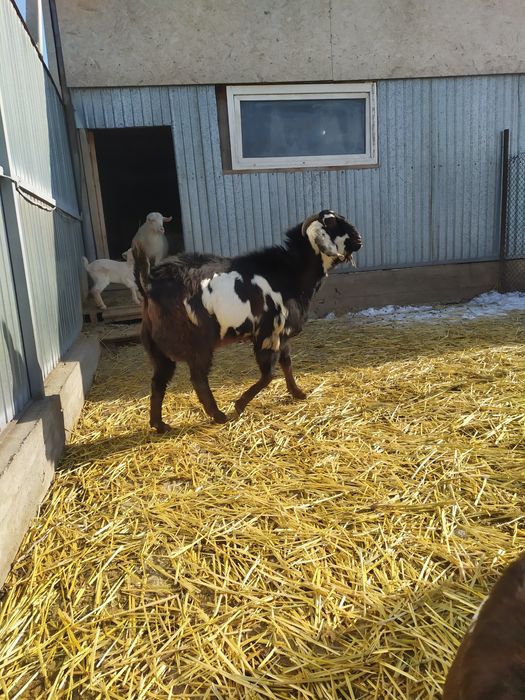 Козел Битал  акция !!!