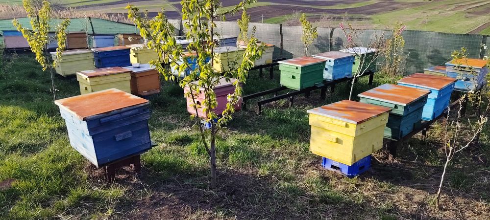 Vând 10 familii albine și lăzi goale