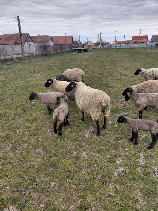 Oii sufolk 5 bucati cu miei de vânzare