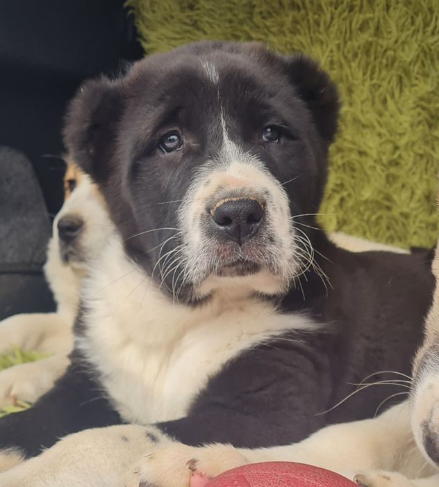 Щенки САО (Алабай)