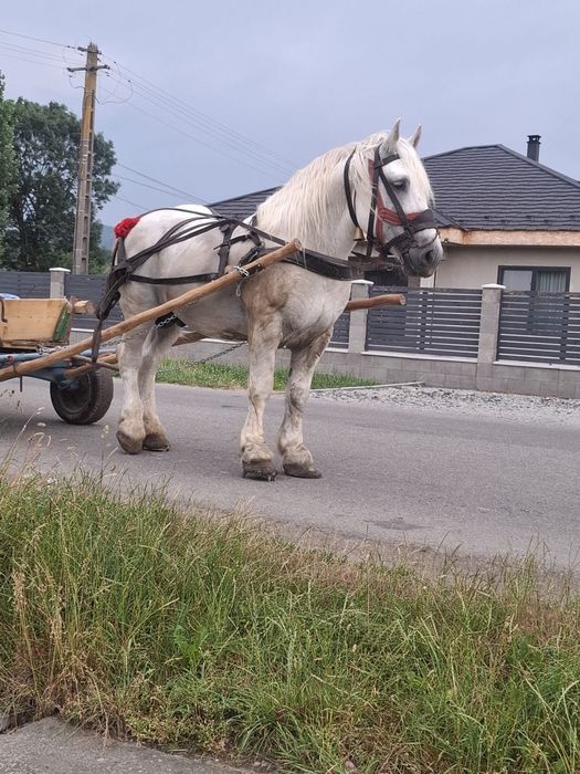 Vand harmasar de 7 ani