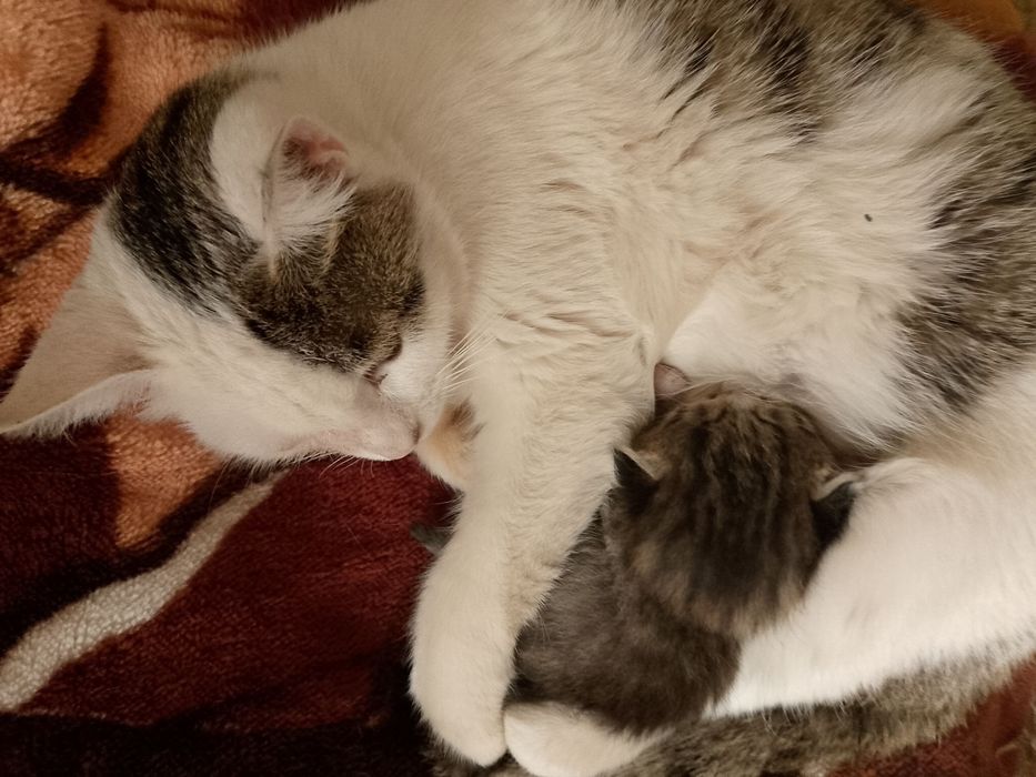 Мушуклар берилади яхши оилага.