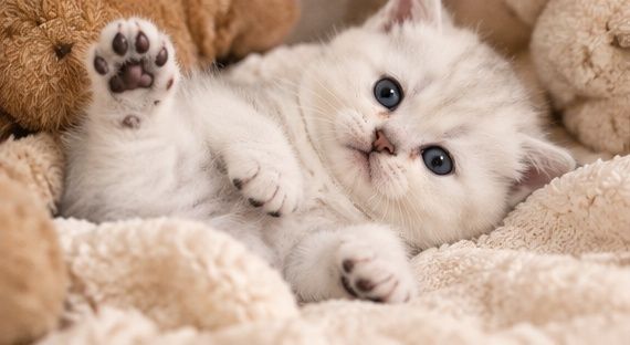 Котята британской шиншилы