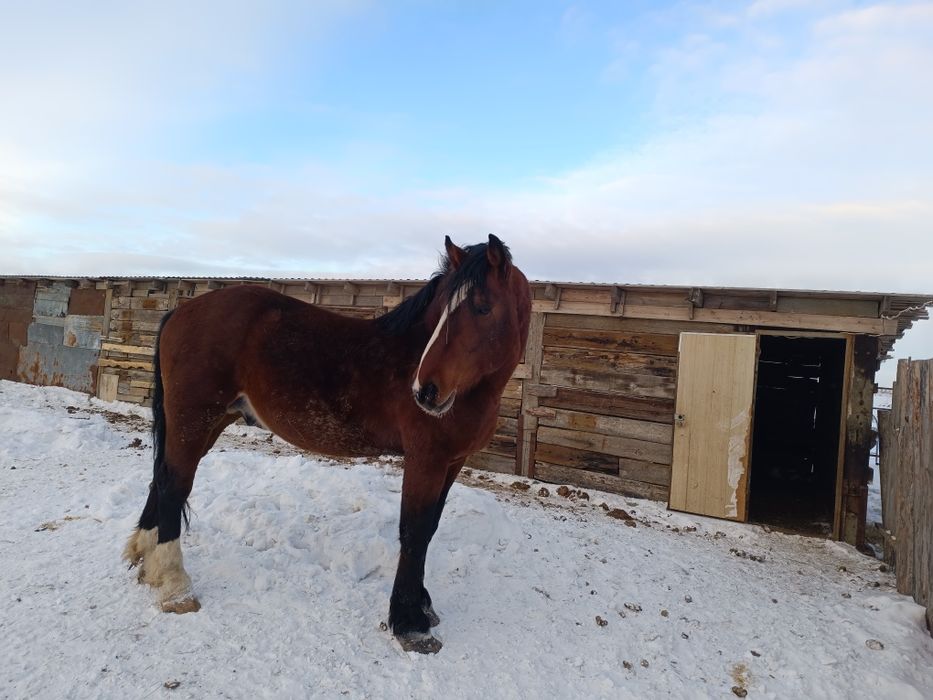 Продам Жеребец Владимирский тяжеловоз