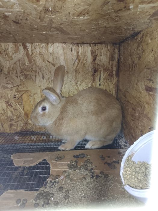 Куëнларимиз сотилади