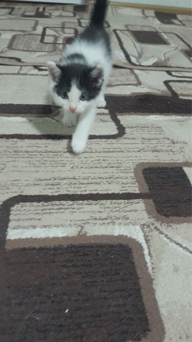 Кошки мушуклар