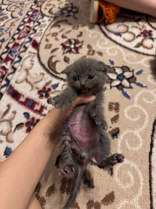 Британские вислаухие котята