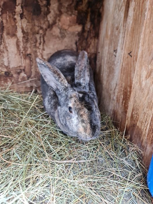 Iepurite Rex și mascul Rex