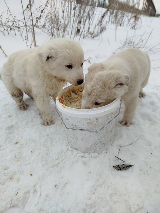 Отдам щенков бесплатно два мальчика и девочка
